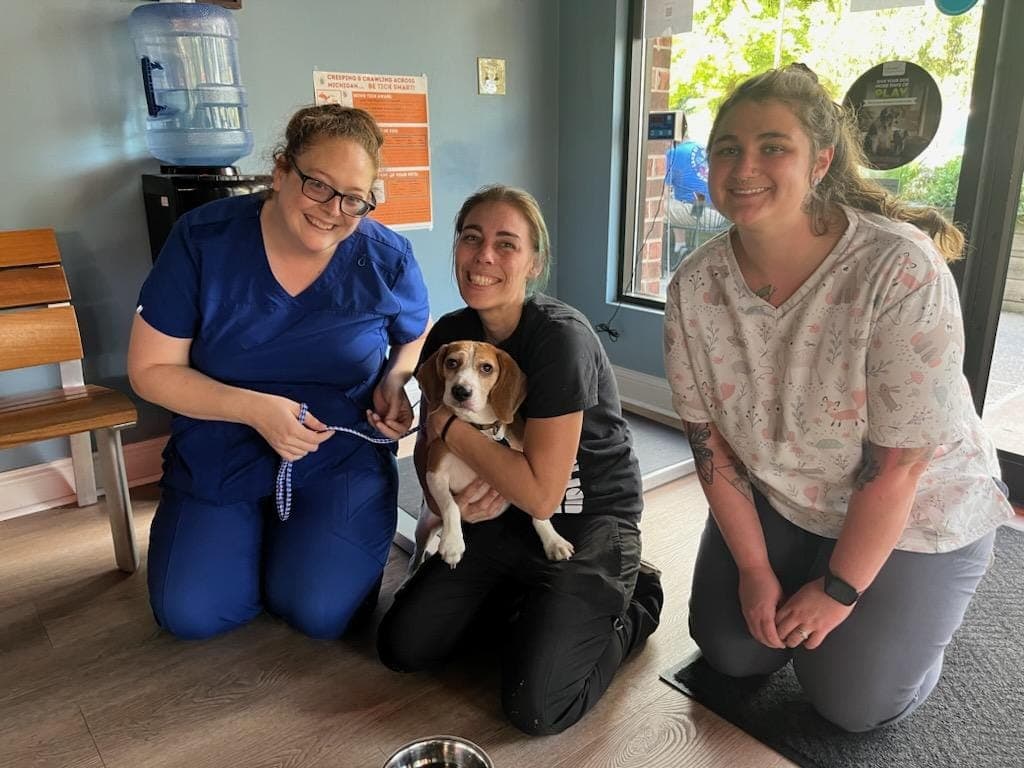 An Uptown Veterinary Clinic team member holding a beagle