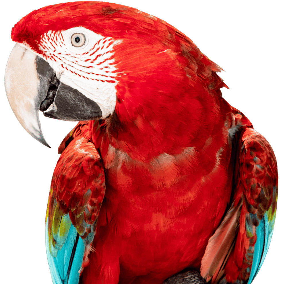 Birds treated at Uptown Veterinary Clinic
