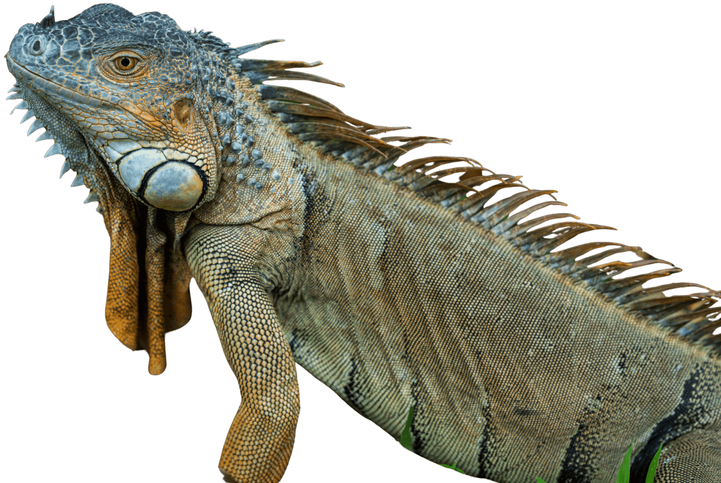 Reptiles treated at Uptown Veterinary Clinic