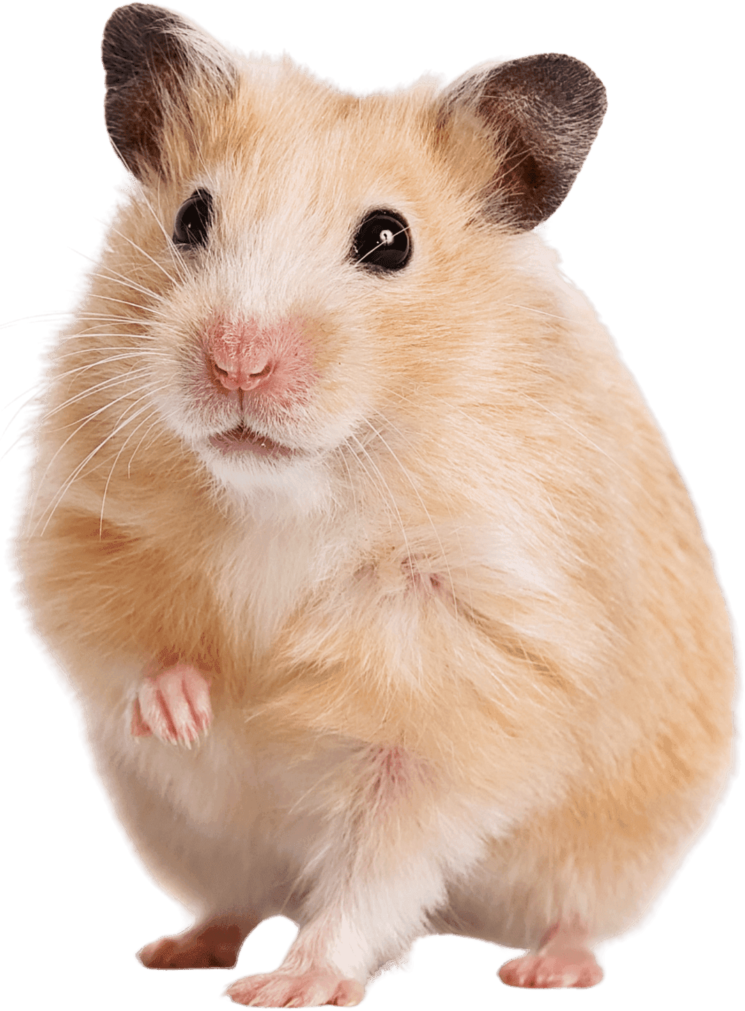 Small Mammals treated at Uptown Veterinary Clinic