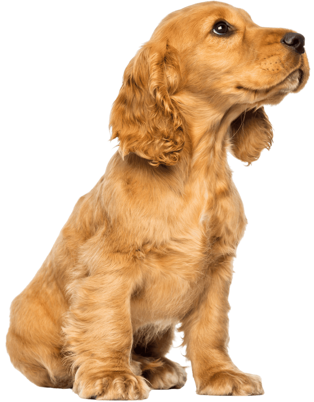 Dogs & Cats treated at Uptown Veterinary Clinic