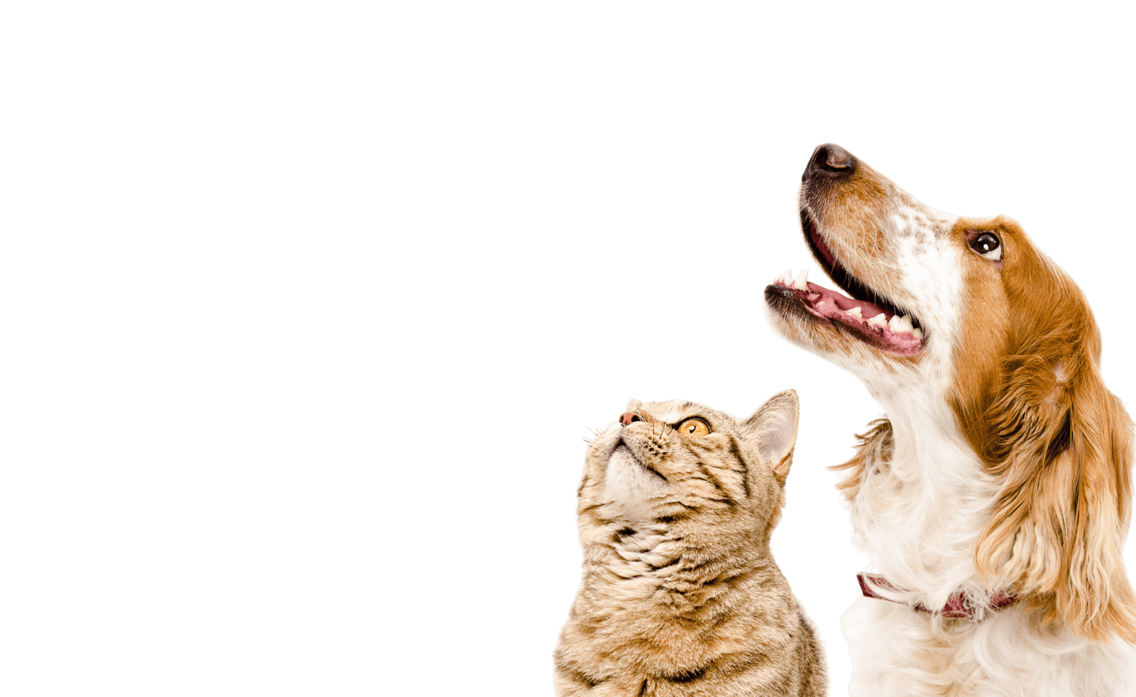 Tabby cat and spaniel dog looking up