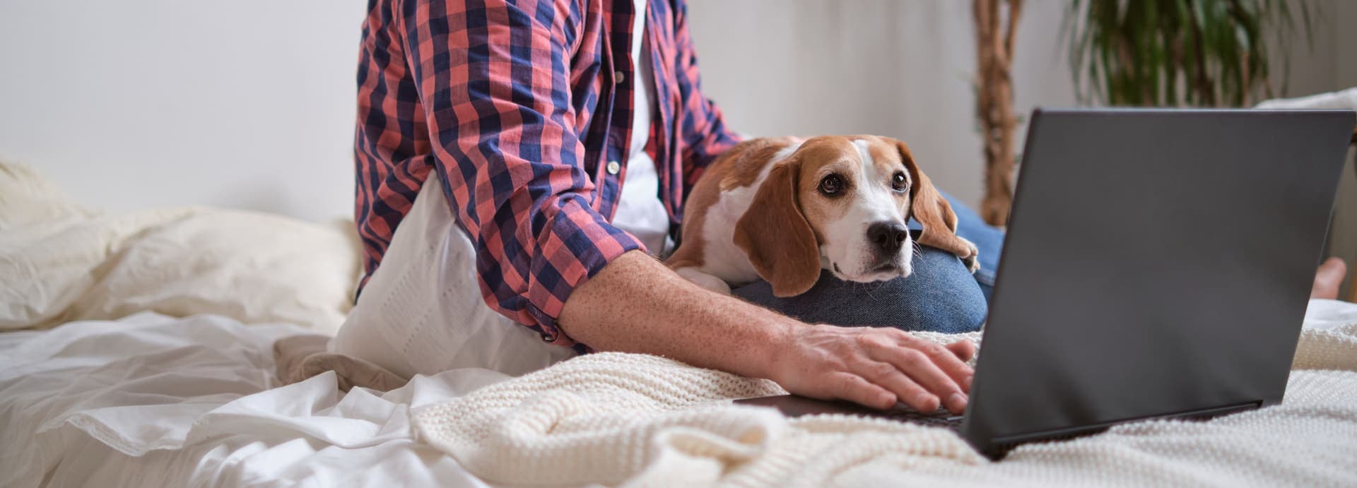 Pet medication refills from Uptown Veterinary Clinic in Ann Arbor, Michigan