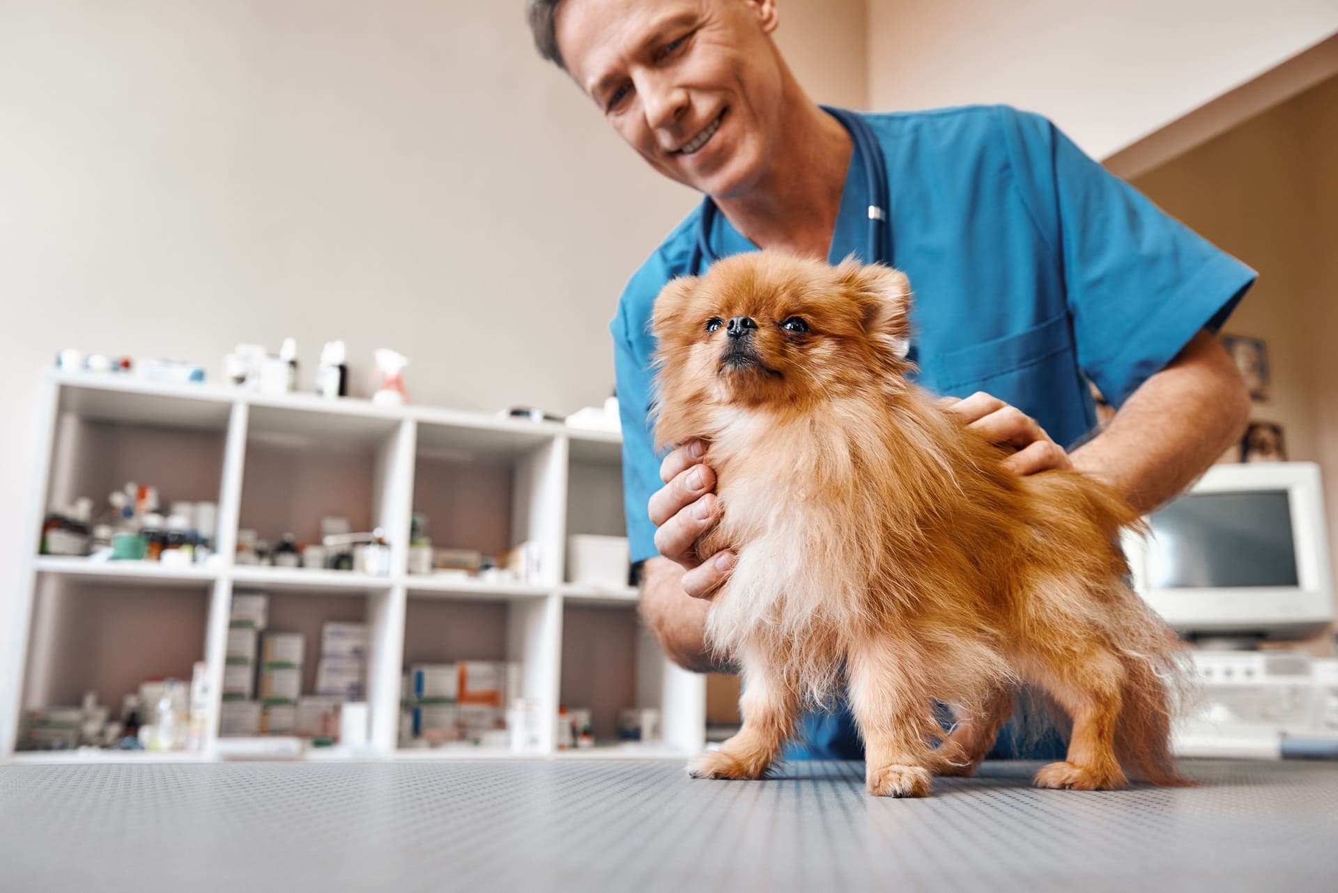 Veterinarian examining a pet at Uptown Veterinary Clinic in Ann Arbor, Michigan