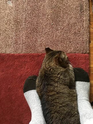 Aspen, remembered at Uptown Veterinary Clinic