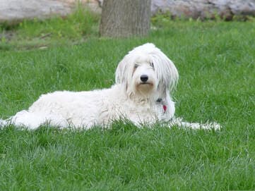 Ava, remembered at Uptown Veterinary Clinic