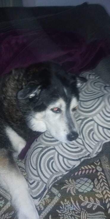 Bandit, remembered at Uptown Veterinary Clinic