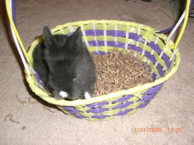 Boo, remembered at Uptown Veterinary Clinic