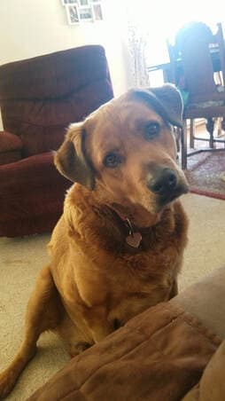 Brewster, remembered at Uptown Veterinary Clinic