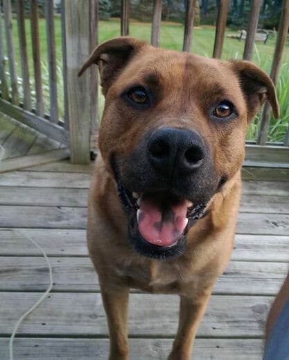 Carhartt, remembered at Uptown Veterinary Clinic