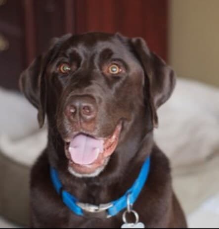 Chocolate Chip, remembered at Uptown Veterinary Clinic