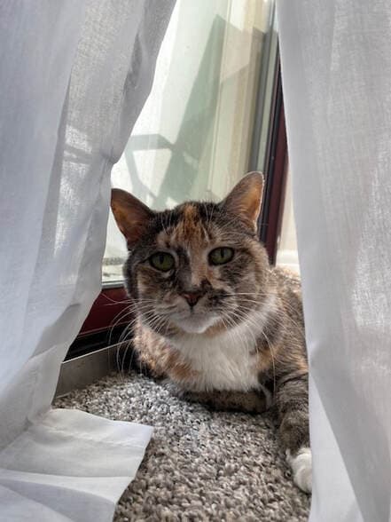 Chloe, remembered at Uptown Veterinary Clinic