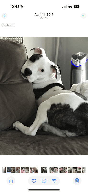 Daisy, remembered at Uptown Veterinary Clinic