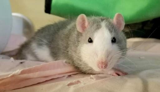 Grub, remembered at Uptown Veterinary Clinic