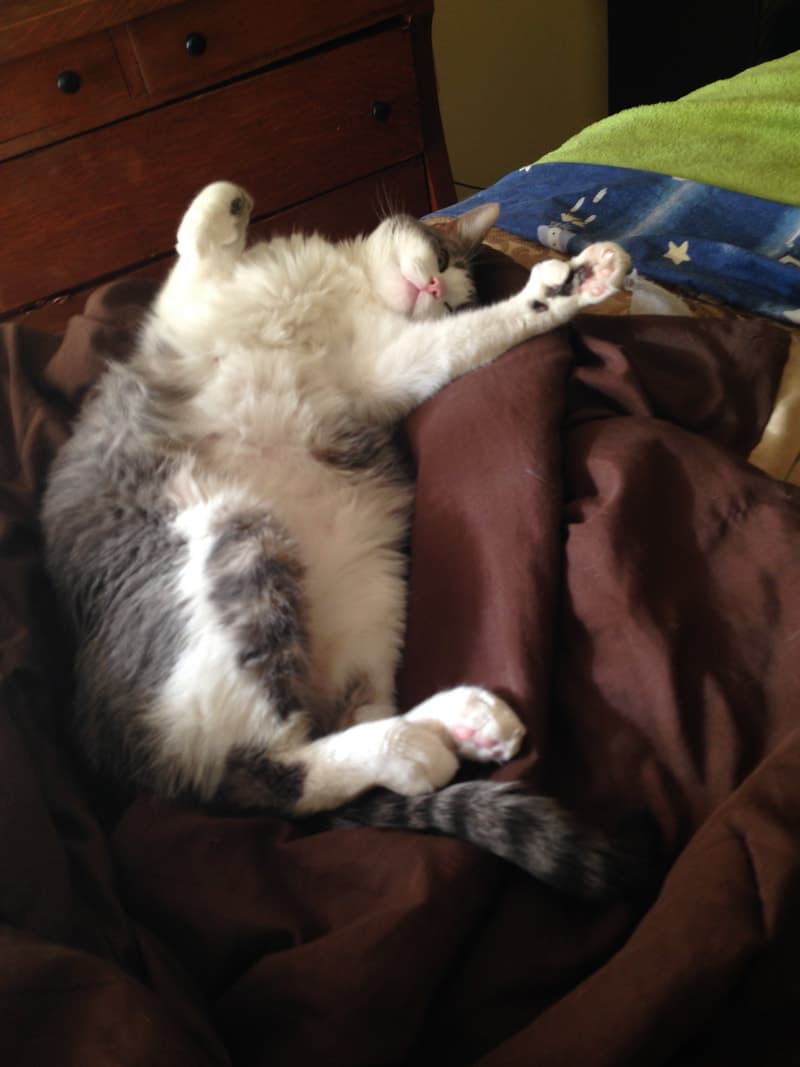 Hank, remembered at Uptown Veterinary Clinic