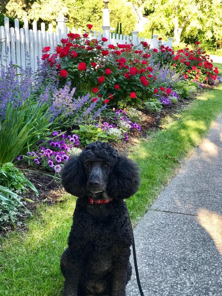 Harley, remembered at Uptown Veterinary Clinic