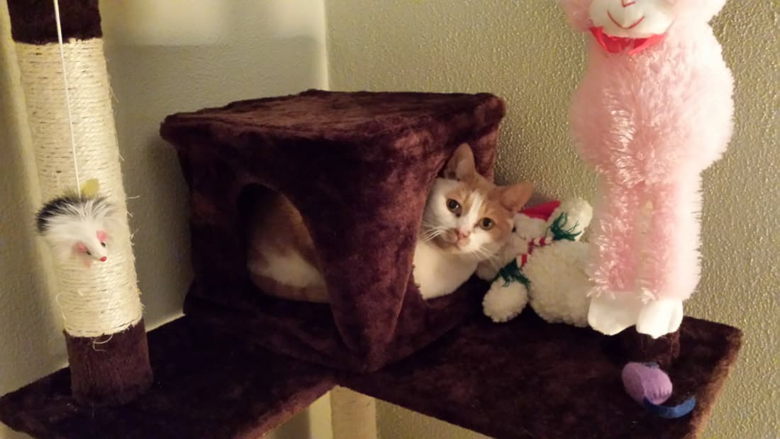 Katie, remembered at Uptown Veterinary Clinic