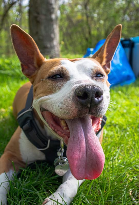 Macey, remembered at Uptown Veterinary Clinic