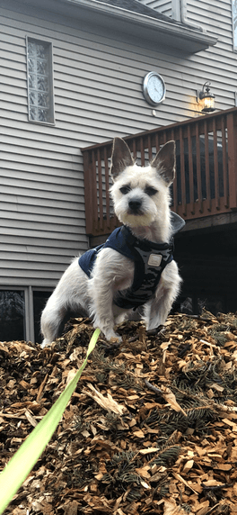 Maji Ueberschaer, remembered at Uptown Veterinary Clinic