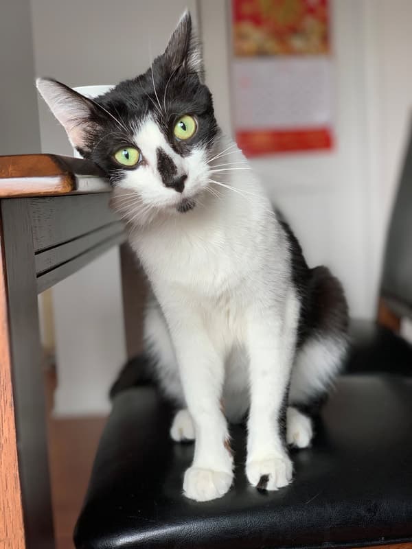 Milky, remembered at Uptown Veterinary Clinic
