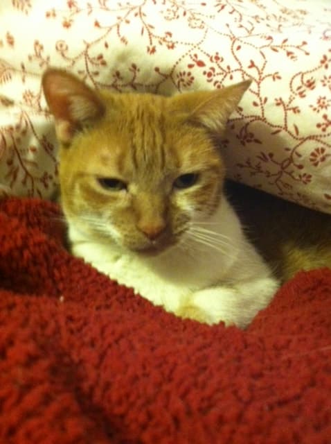 Moggy, remembered at Uptown Veterinary Clinic