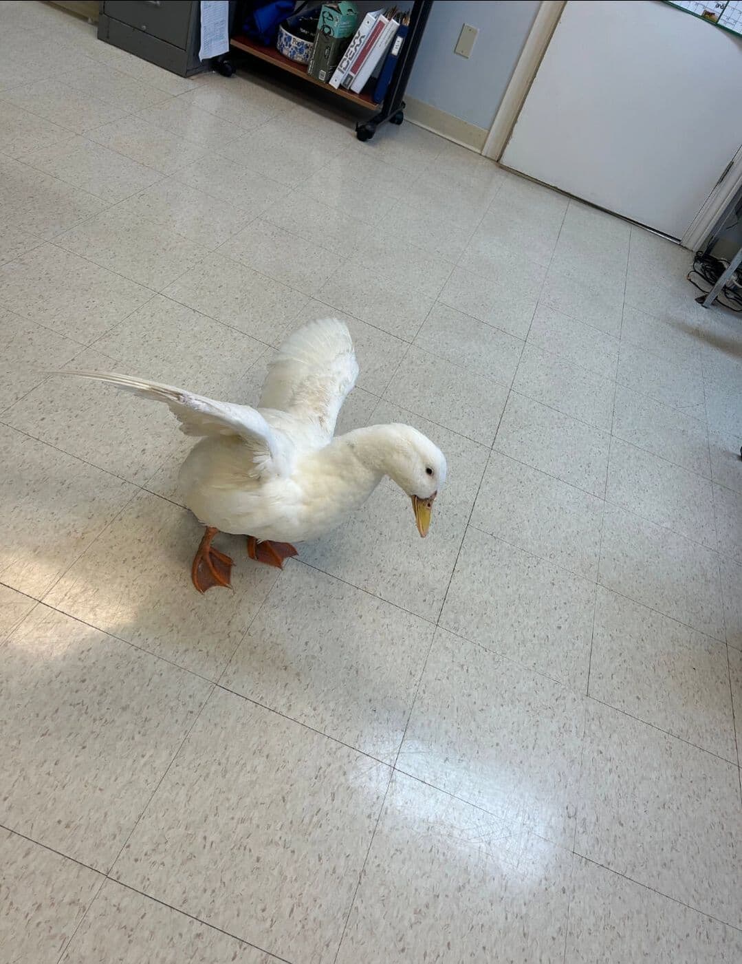Morty, remembered at Uptown Veterinary Clinic
