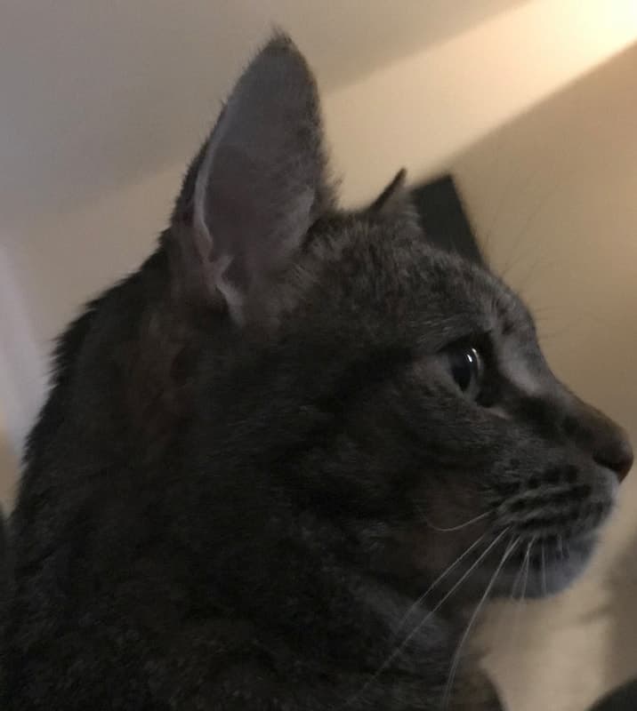 Ninja, remembered at Uptown Veterinary Clinic