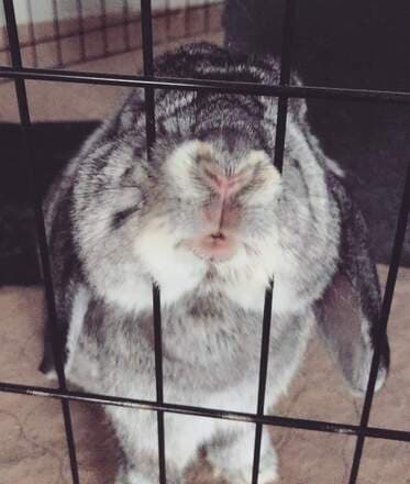 Nugget, remembered at Uptown Veterinary Clinic