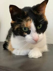 Oak, remembered at Uptown Veterinary Clinic
