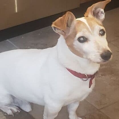 Radar, remembered at Uptown Veterinary Clinic