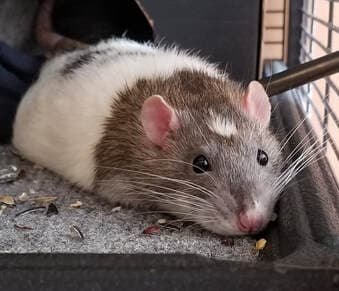 Squee, remembered at Uptown Veterinary Clinic
