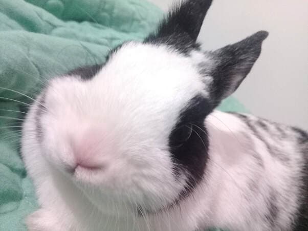 Sunada, remembered at Uptown Veterinary Clinic