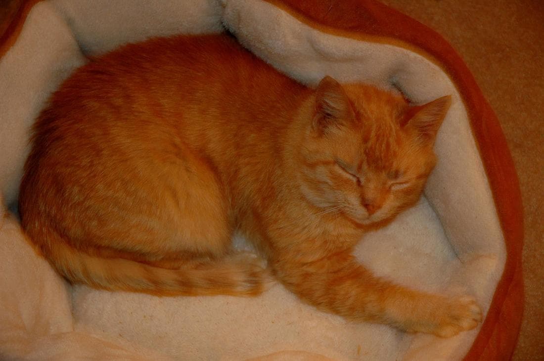 Tammy, remembered at Uptown Veterinary Clinic