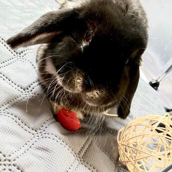 Toothless, remembered at Uptown Veterinary Clinic
