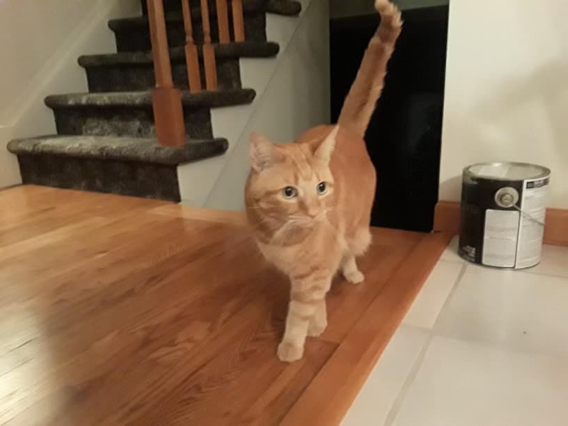 Topaz, remembered at Uptown Veterinary Clinic