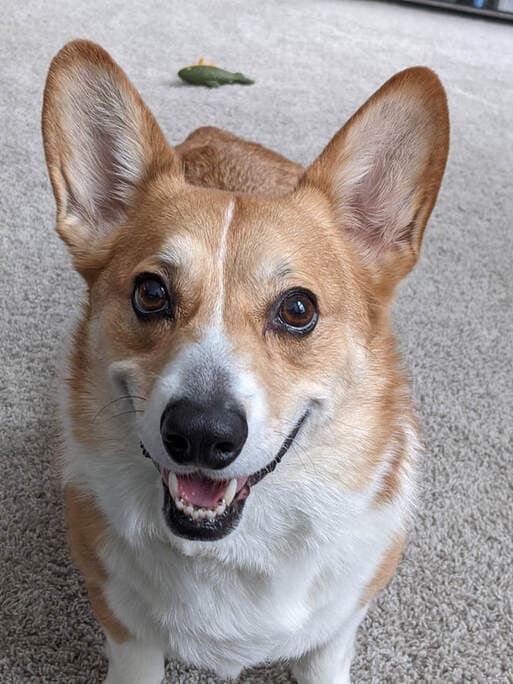Trevor, remembered at Uptown Veterinary Clinic