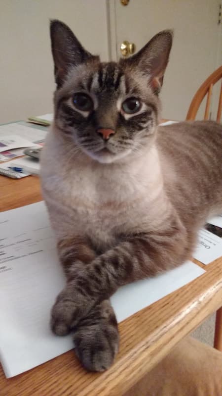 Zane, remembered at Uptown Veterinary Clinic