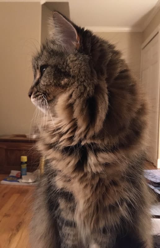 Zoey, remembered at Uptown Veterinary Clinic