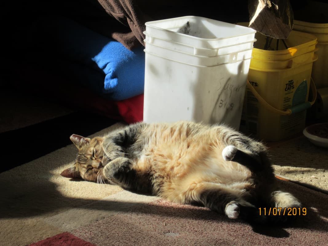 Zuni, remembered at Uptown Veterinary Clinic