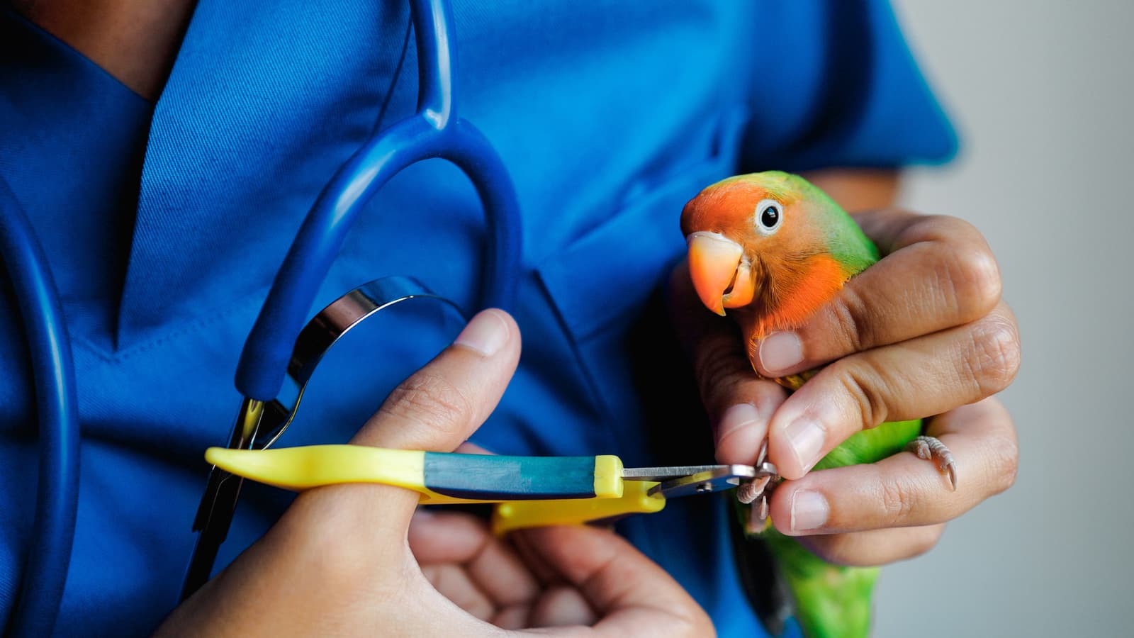 Avian Care/Grooming for pets at Uptown Veterinary Clinic
