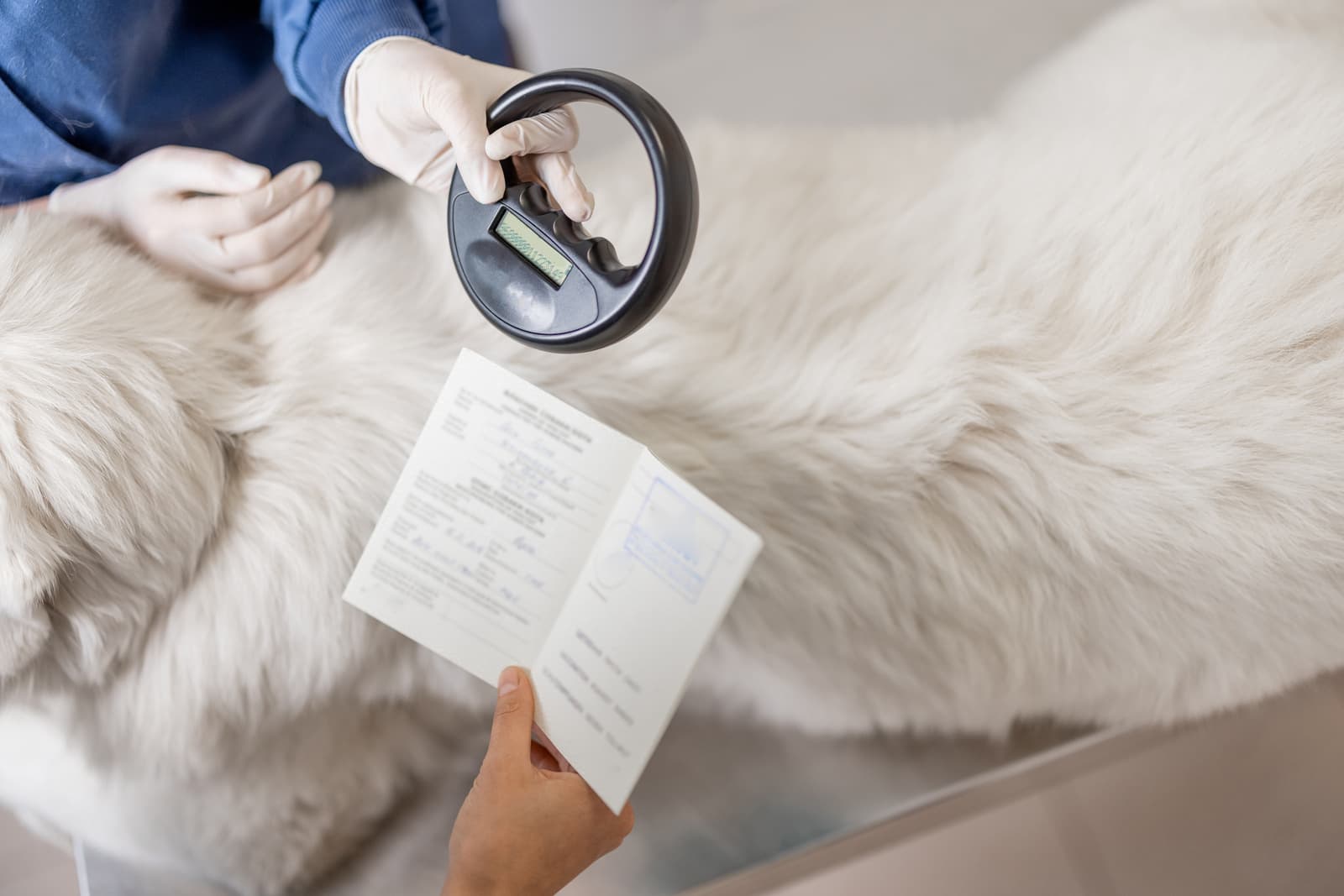 Health Certificates for pets at Uptown Veterinary Clinic