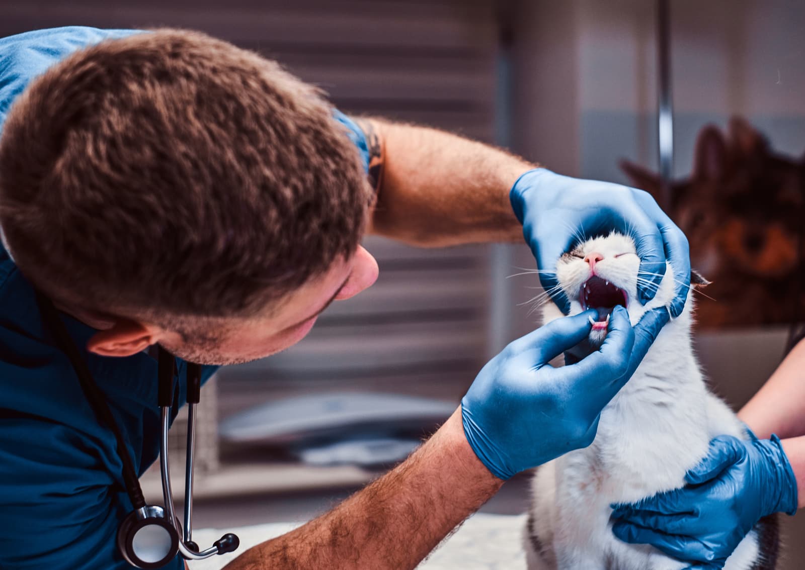 Dental Care for pets at Uptown Veterinary Clinic
