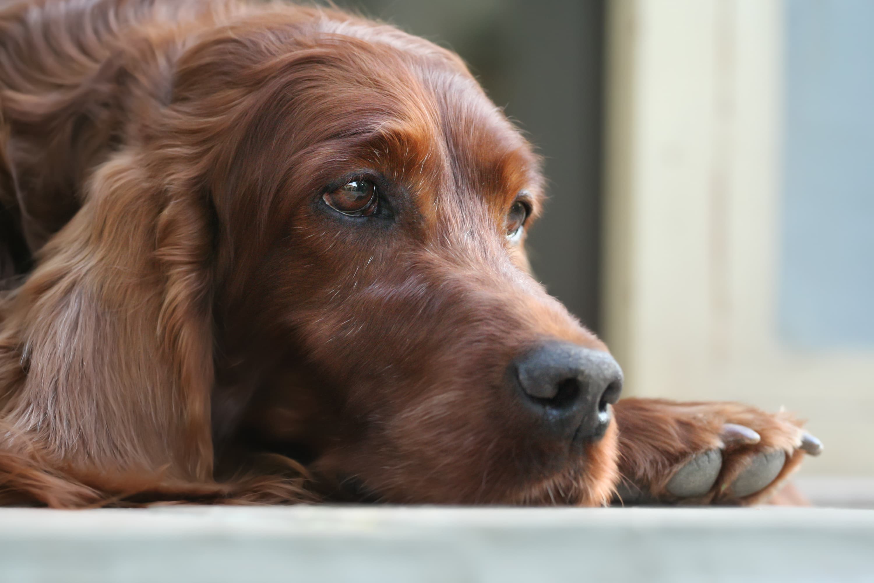 Hospice/Euthanasia for pets at Uptown Veterinary Clinic