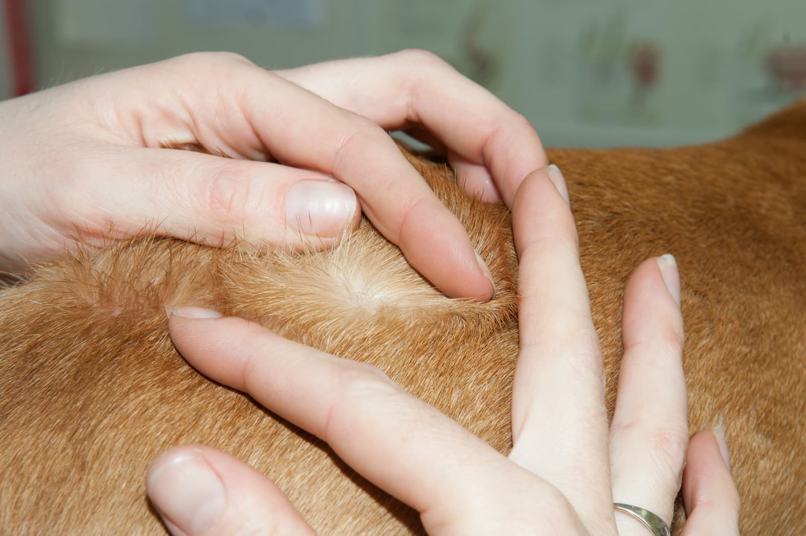 Parasite Control for pets at Uptown Veterinary Clinic
