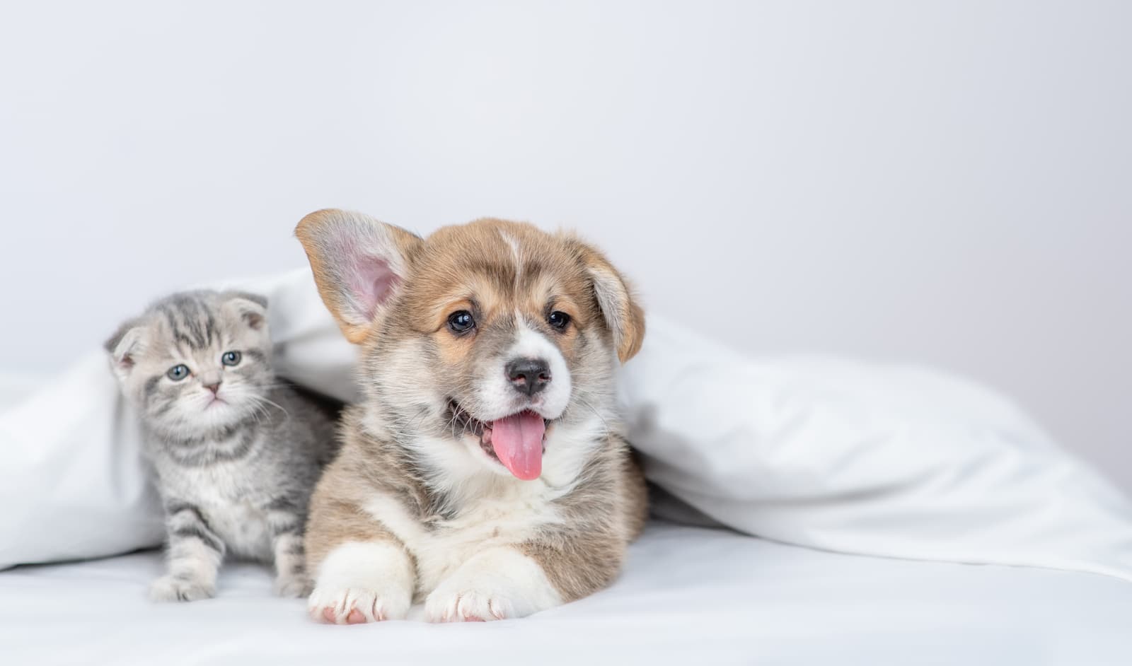 Puppy & Kitten Care for pets at Uptown Veterinary Clinic