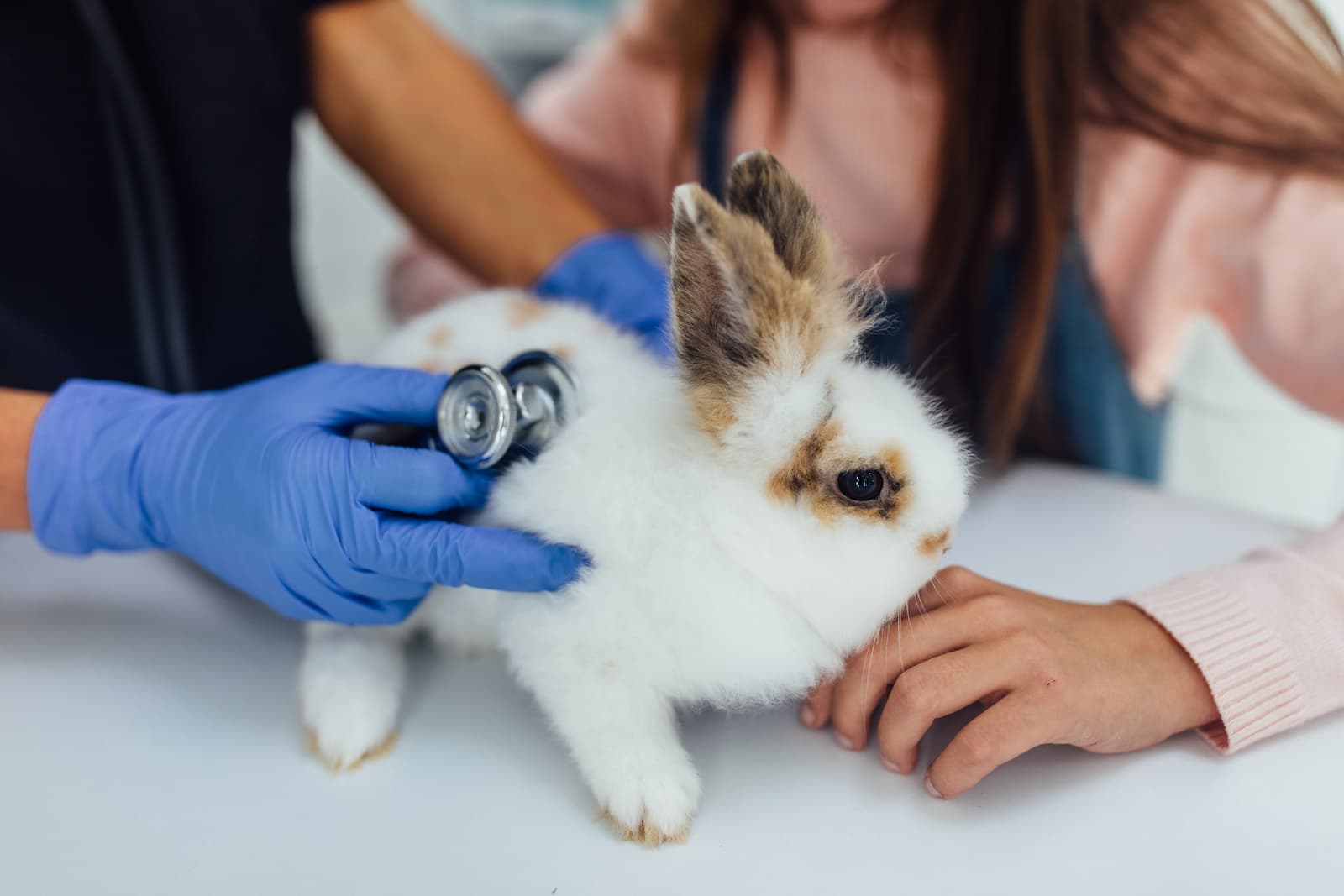 Rabbit & Small Pets for pets at Uptown Veterinary Clinic