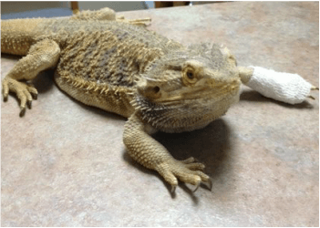 Reptiles for pets at Uptown Veterinary Clinic