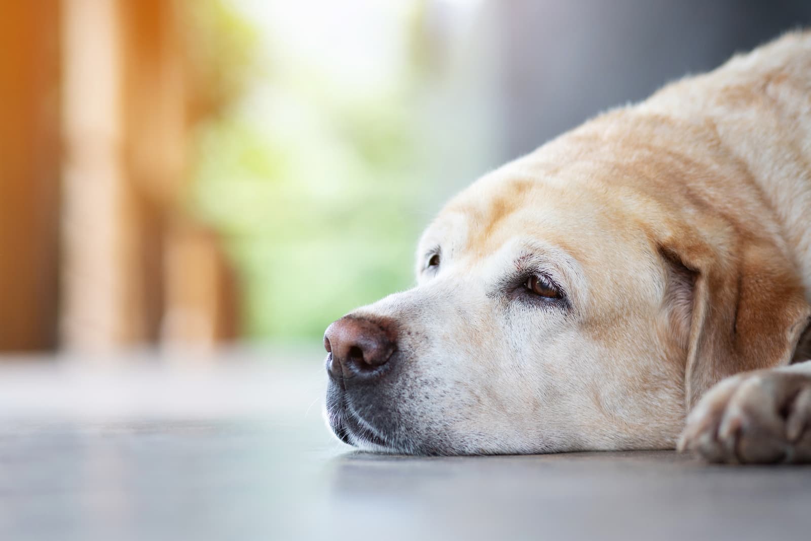 Senior Pet Care for pets at Uptown Veterinary Clinic
