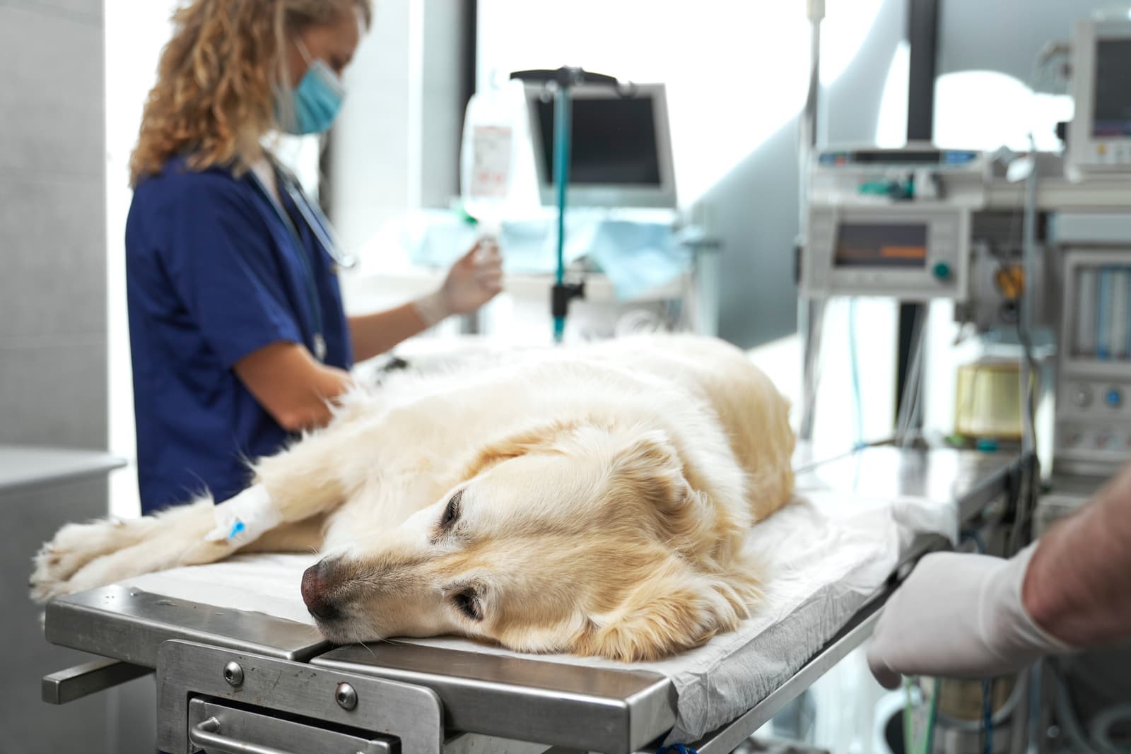 Surgery for pets at Uptown Veterinary Clinic