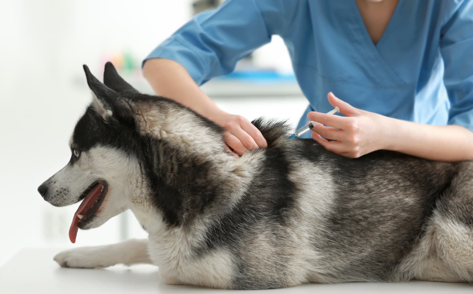 Vaccinations for pets at Uptown Veterinary Clinic